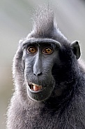 Crested macaque (Macaca Nigra)