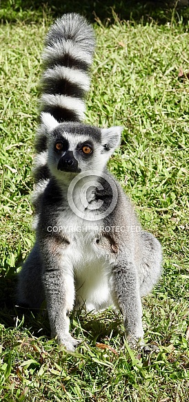 Ring-tailed lemur