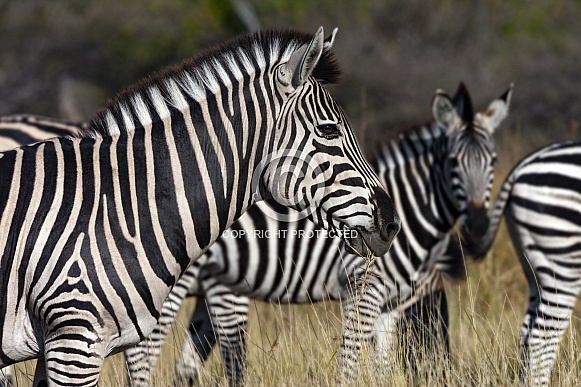 Planes Zebra - Botswana