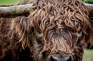 Highland Cattle-Does My Hair Look OK
