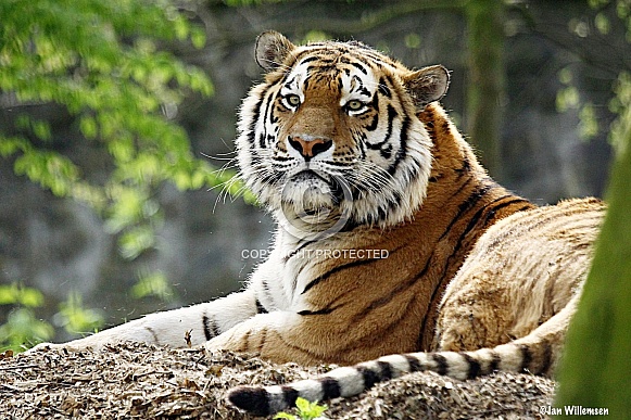 Amur Tiger