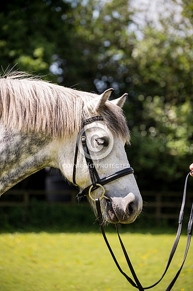 Dapple Grey Highland Pony