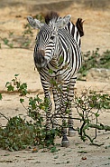 Zebra
