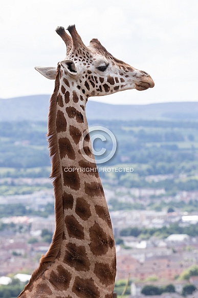 Rothschilds Giraffe Head and Neck Side Profile