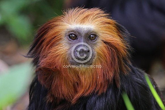 Golden-Headed Lion Tamarin (Leontopithecus Chrysomelas)