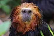Golden-Headed Lion Tamarin (Leontopithecus Chrysomelas)