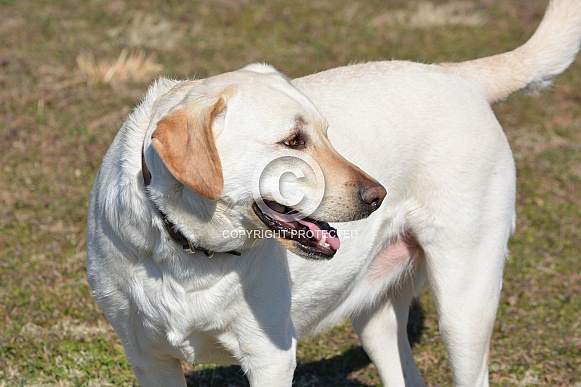 Labrador Retriever