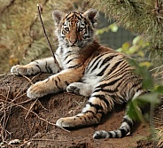 Amur Tiger Cub