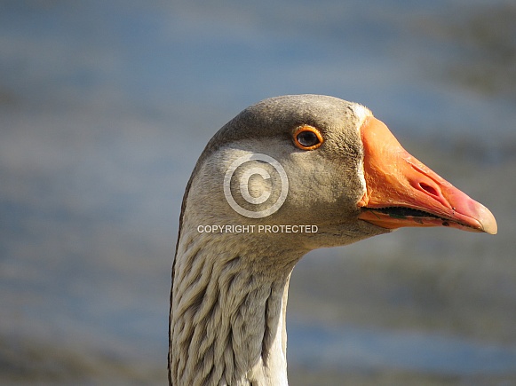 Barnyard Goose Barnyard Goose
