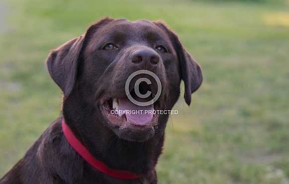 Chocolate Labrador