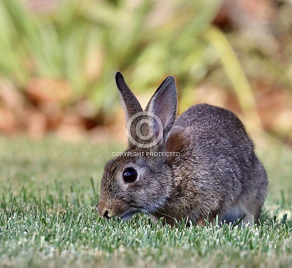 Wild Rabbit