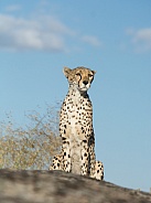 Cheetah