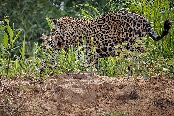 American jaguar in the nature habitat