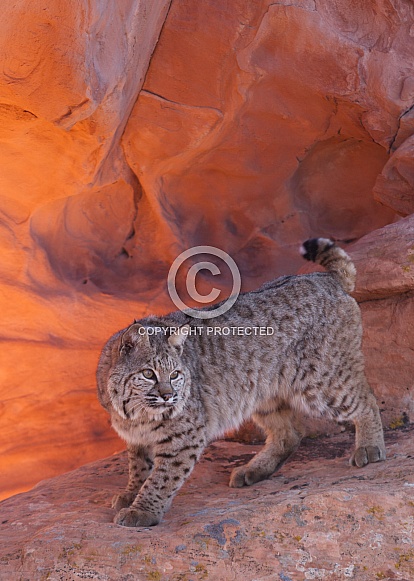 Bobcat Lynx rufus