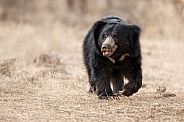 Sloth bear in the nature habitat.