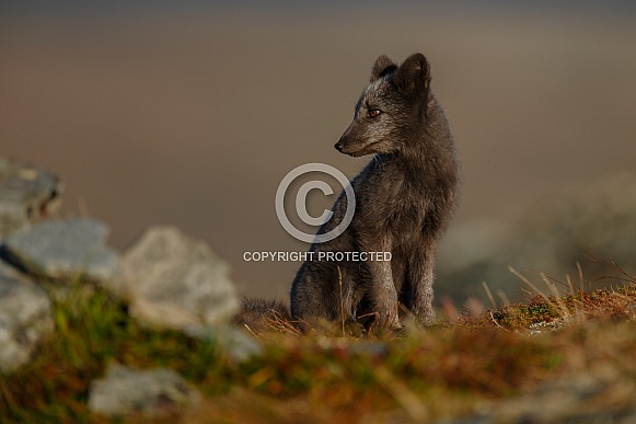 Arctic fox
