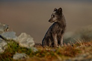Arctic fox