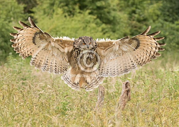 European Eagle Owl Landing