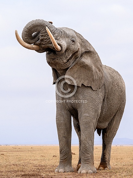 Bull elephant in musth