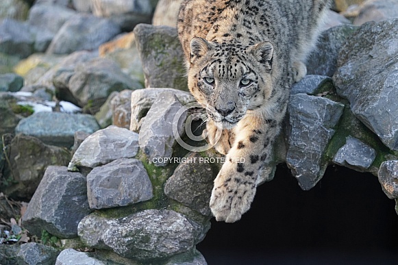 Snow Leopard