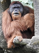 Male Bornean Orangutan
