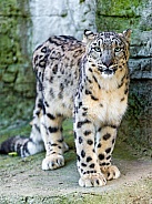 Snow Leopard