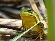 Green Frog on Reeds