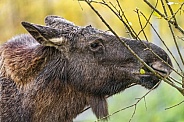 Elk eating twigs