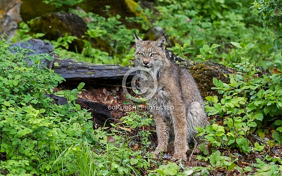 Juvenile Canada Lynx in Montanat