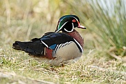 The wood duck or Carolina duck (Aix sponsa)