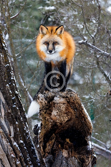 Fox—Red Fox