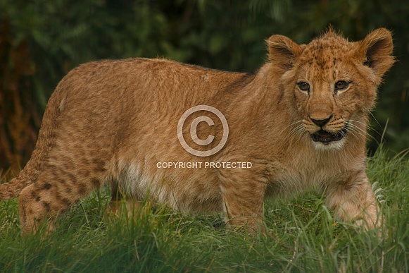 Lion Cub Full Body Shot Walking