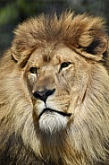 African Lion