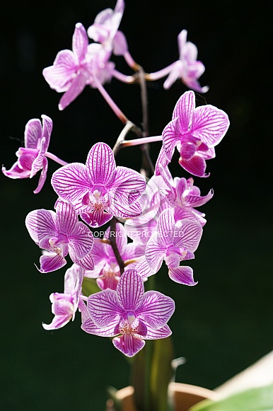 Phalanopsis Orchid Phalanopsis Orchid