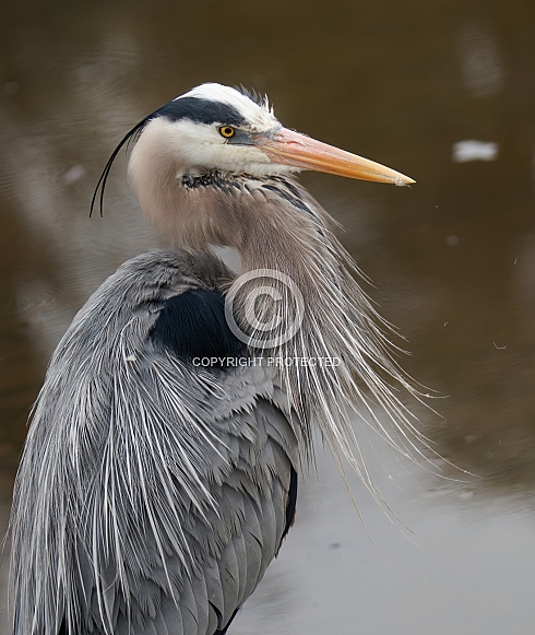 Great Blue Heron Great Blue Heron