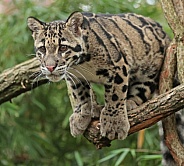 Clouded Leopard