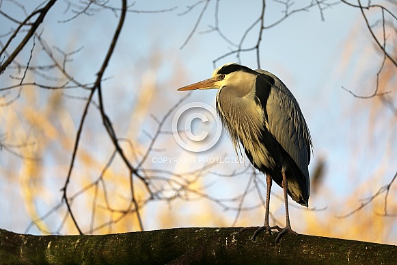 Grey Heron (Ardea cinerea)