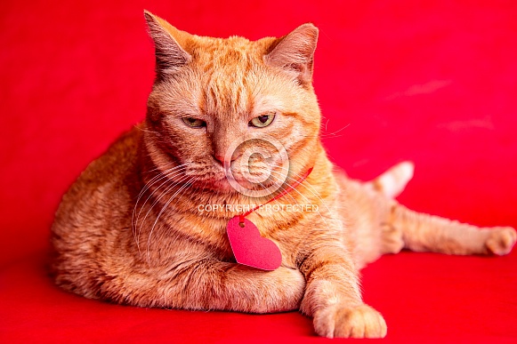 Domestic Cat