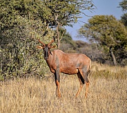 Tsessebe Antelope