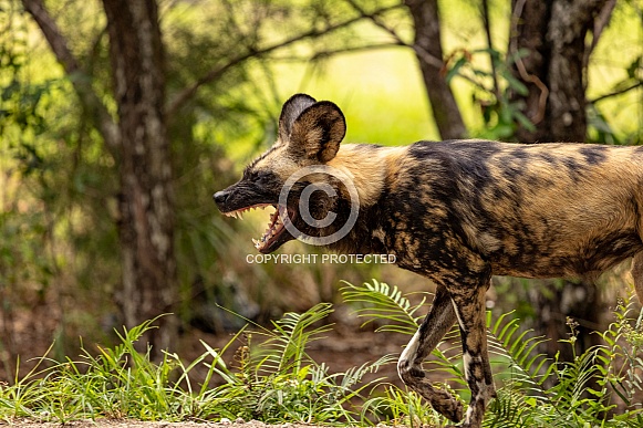 African Wild Dogs