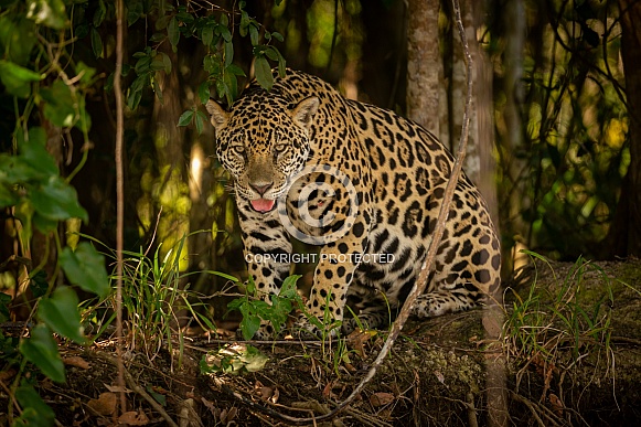 American jaguar in the nature habitat