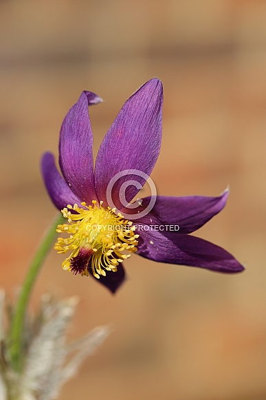 Purple Pasque flower Purple Pasque flower