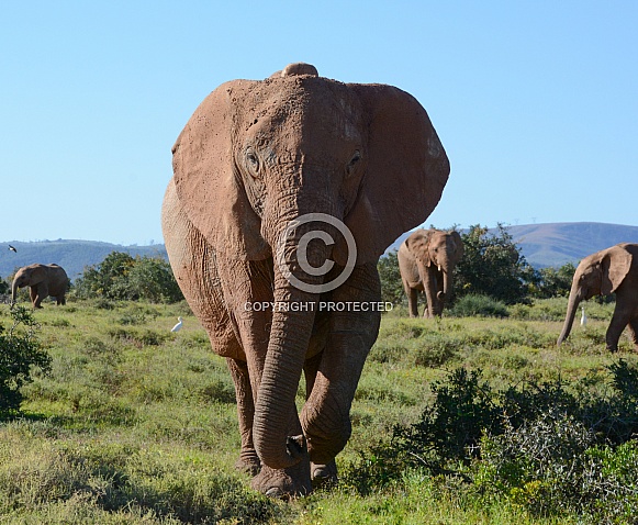 Say Hello. African Elephant Say Hello. African Elephant