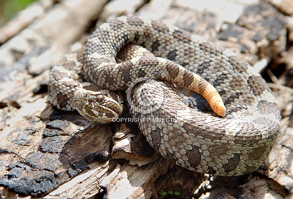 Eastern Massasauga Rattlesnake
