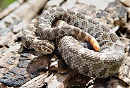 Eastern Massasauga Rattlesnake