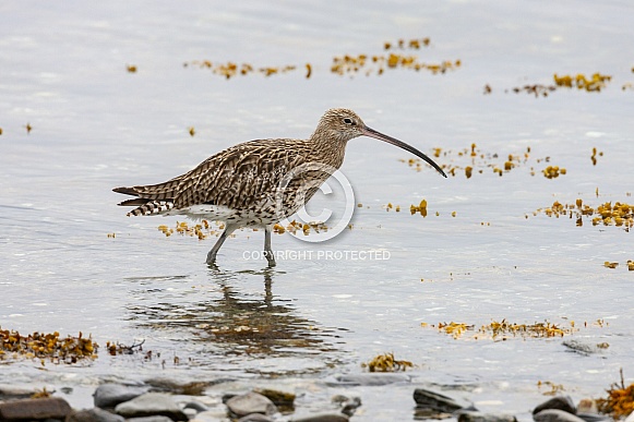 Eurasian Curlew (Numenius arquata) Eurasian Curlew (Numenius arquata)
