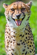 Funny cheetah