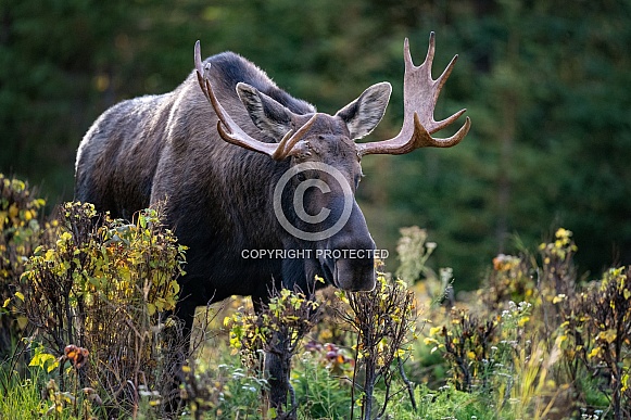 Large bull moose in the brush