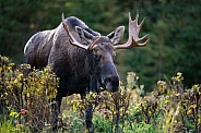 Large bull moose in the brush