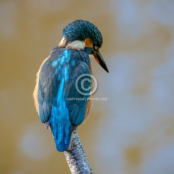 Female Kingfisher